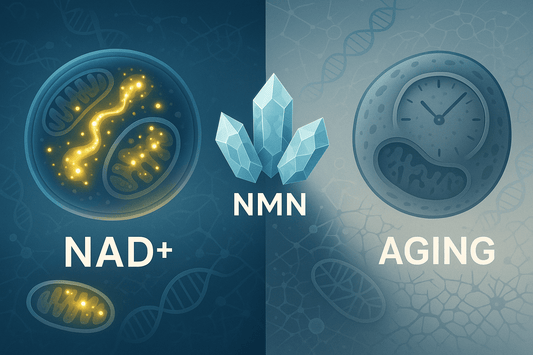 The Link Between NAD+ and Ageing: What You Should Know (And Why NMN Could Be the Key to Healthy Longevity)